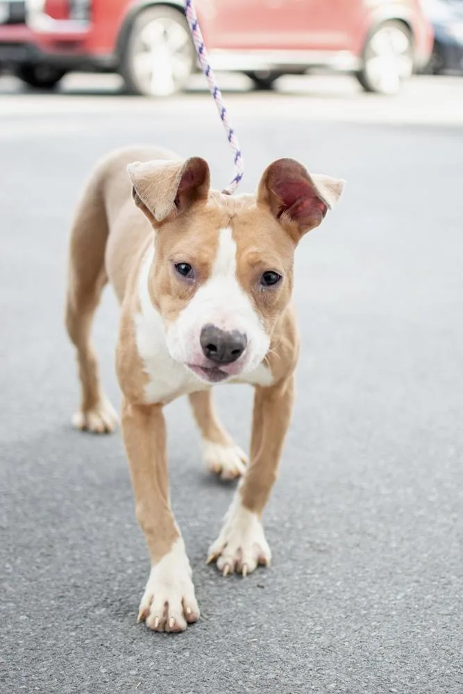 A baby large-sized female White / Cream Pit Bull Terrier dog named Sasha for adoption in Frankfort, NY