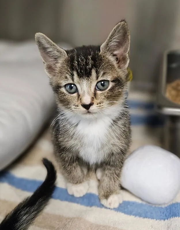 A young medium-sized female Tabby (Brown / Chocolate) Domestic Short Hair cat named Icing A.K.A Toe Cheese for adoption in Disputanta, VA