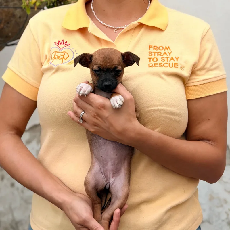 A baby small-sized female Bicolor Chihuahua dog named Pepa for adoption in Manvel, TX