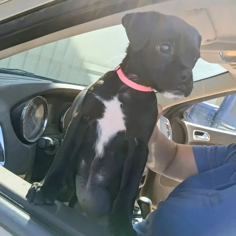 A baby small-sized female Black Pug dog named Bobbie Sue for adoption in Olathe, KS