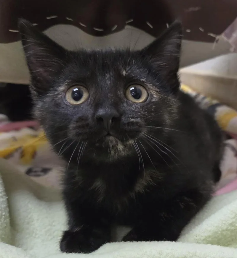 A baby small-sized female Domestic Short Hair cat named Corvus for adoption in Plover, WI