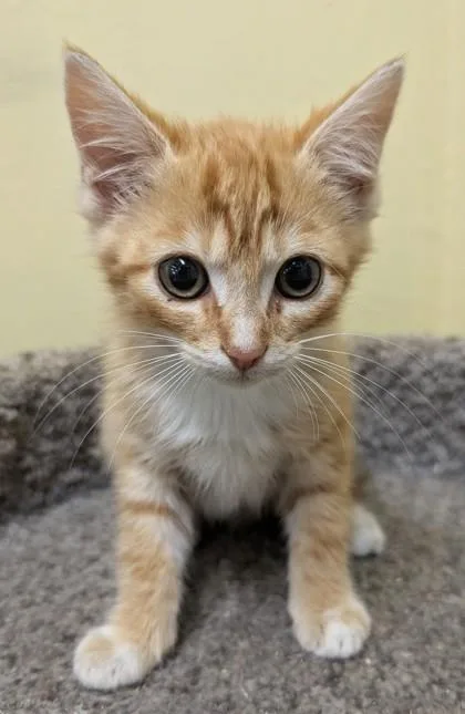 A baby medium-sized female Orange & White Domestic Short Hair cat named Tinkerbell for adoption in Jackson, GA
