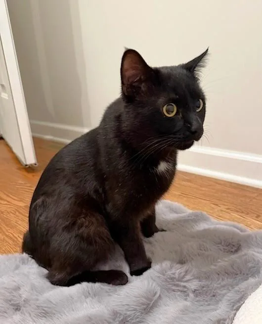 A young medium-sized male Black Domestic Short Hair cat named Cheeks for adoption in New Albany, OH