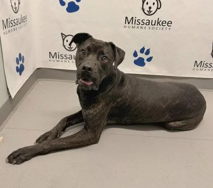 An adult extra large-sized male Mastiff dog named Beau for adoption in Lake City, MI
