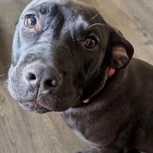 A baby small-sized female Black Labrador Retriever dog named Bella for adoption in Twin lakes, WI