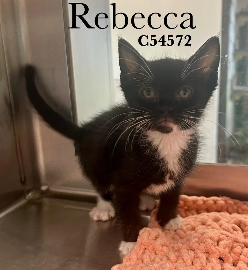 A baby medium-sized female Domestic Short Hair cat named Rebecca for adoption in Clarksville, TN