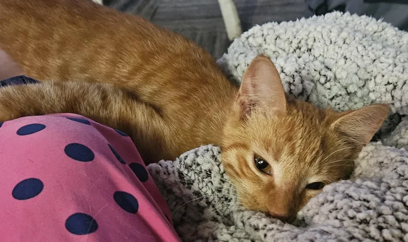 A baby large-sized male Tabby (Orange / Red) Domestic Short Hair cat named Toby for adoption in Wauconda, IL