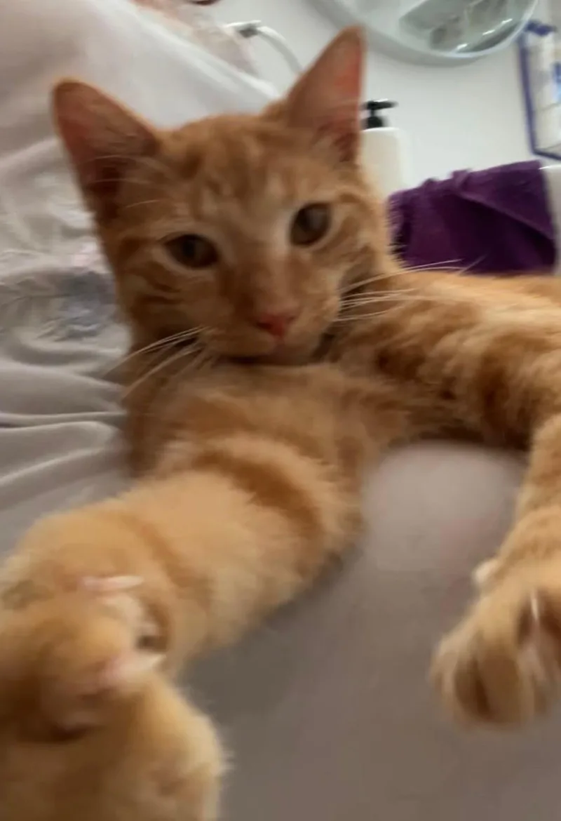 Toby thumbnail 6