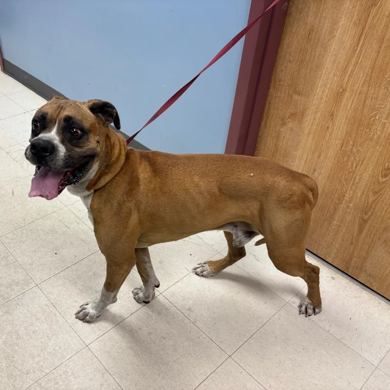 An adult large-sized male Brown / Chocolate Boxer dog named Cassius for adoption in St Joseph, MO