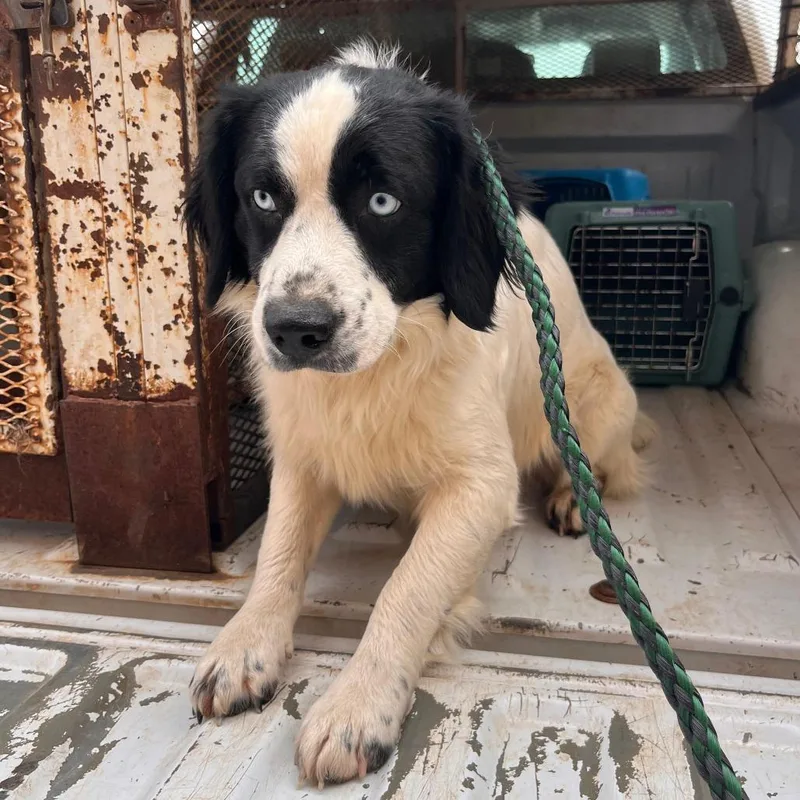A young medium-sized male White / Cream English Springer Spaniel dog named Ct Julian for adoption in Stormville, NY