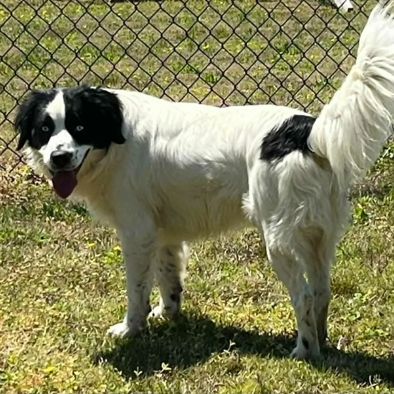 Ct Julian thumbnail 4