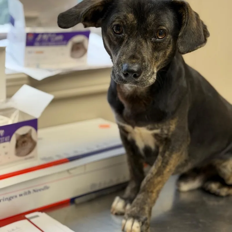 Tuscstray thumbnail 2