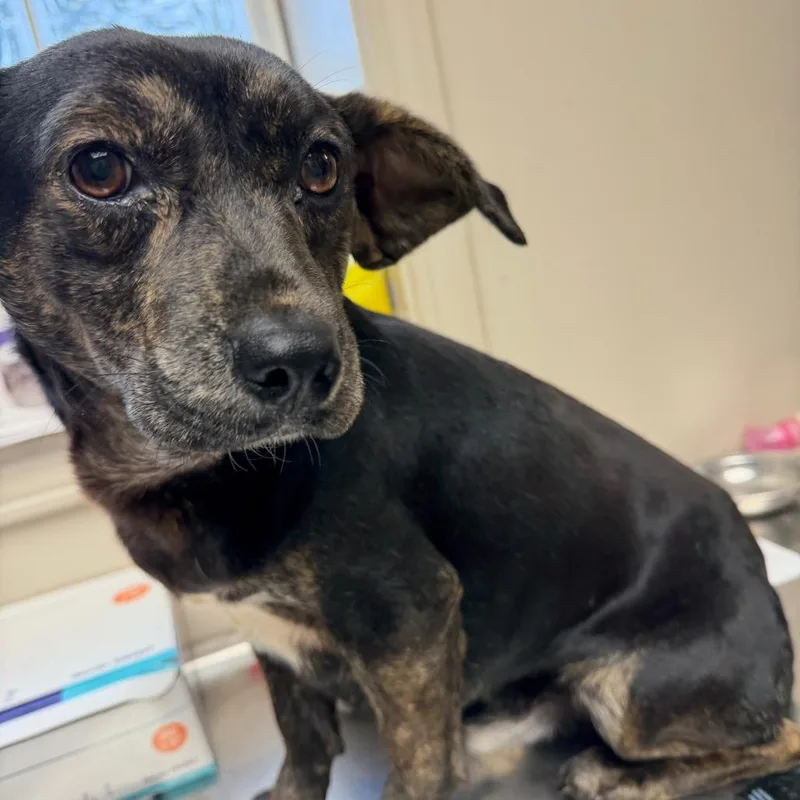 Tuscstray thumbnail 3