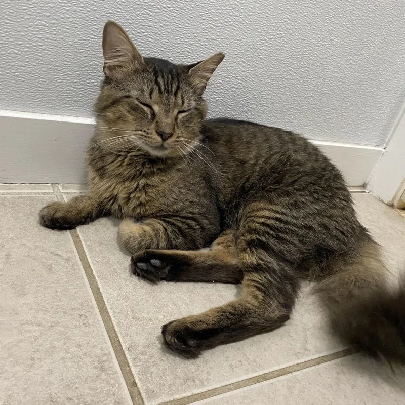 A young small-sized male Brown / Chocolate Domestic Medium Hair cat named Armadillo for adoption in North Branford, CT