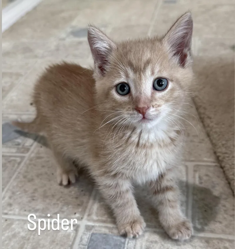 A baby medium-sized male Domestic Short Hair cat named Spider for adoption in Asbury Park, NJ