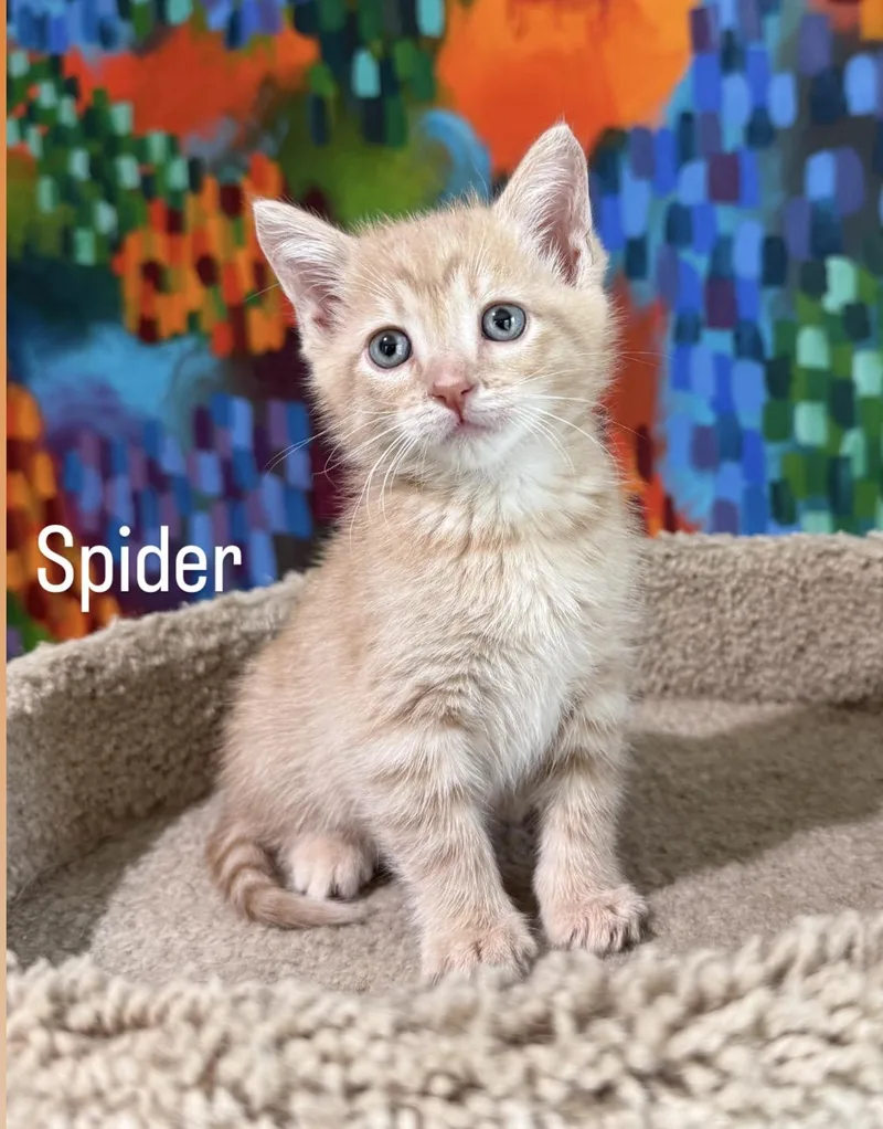 Spider thumbnail 2