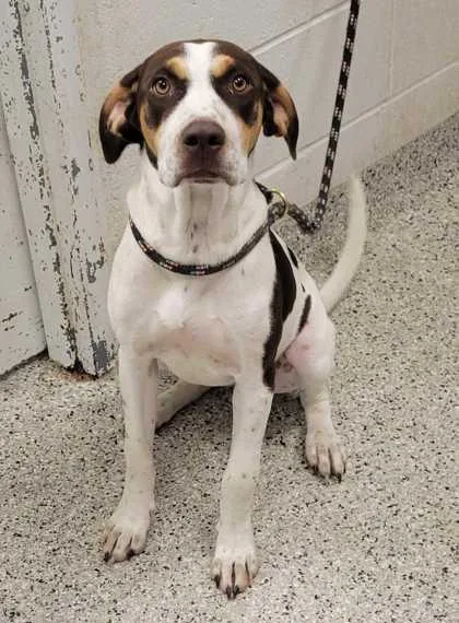 A young large-sized female Brown / Chocolate Hound dog named Kaboodle for adoption in Kansas City, MO