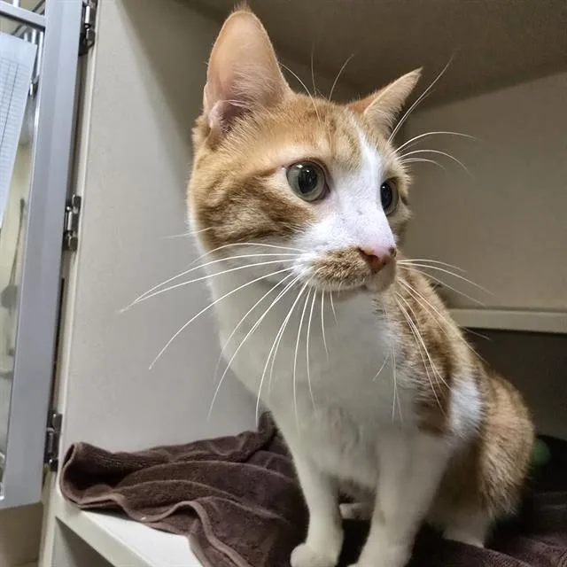 An adult small-sized male Domestic Short Hair cat named Meow for adoption in Denver, CO