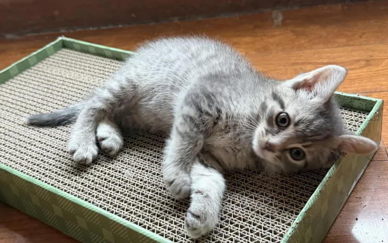 A baby small-sized male Domestic Short Hair cat named Walter for adoption in Williamsville, NY