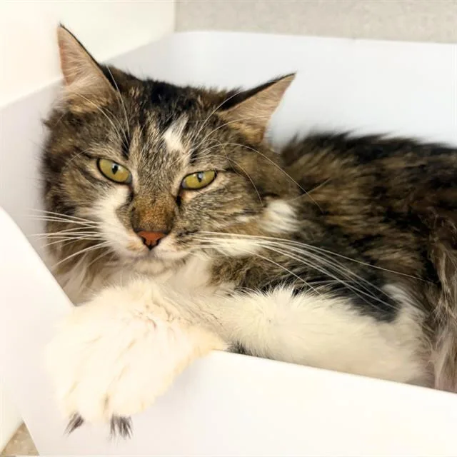 A young small-sized female Domestic Long Hair cat named Mia for adoption in Aurora, CO