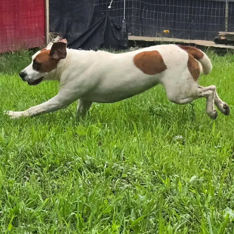 An adult medium-sized female Hound dog named Aurora for adoption in Frederick, MD