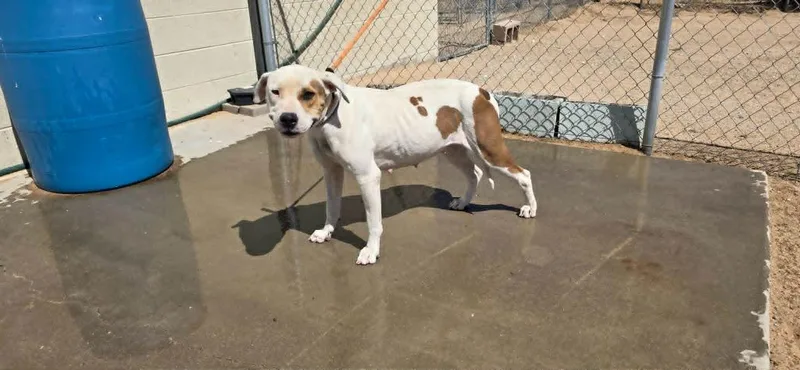 A young large-sized female Pit Bull Terrier dog named Rizzo for adoption in California City, CA