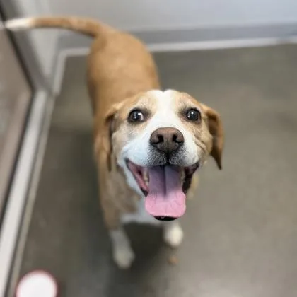 A senior medium-sized female Mixed Breed dog named Lilly Pad for adoption in Janesville, WI