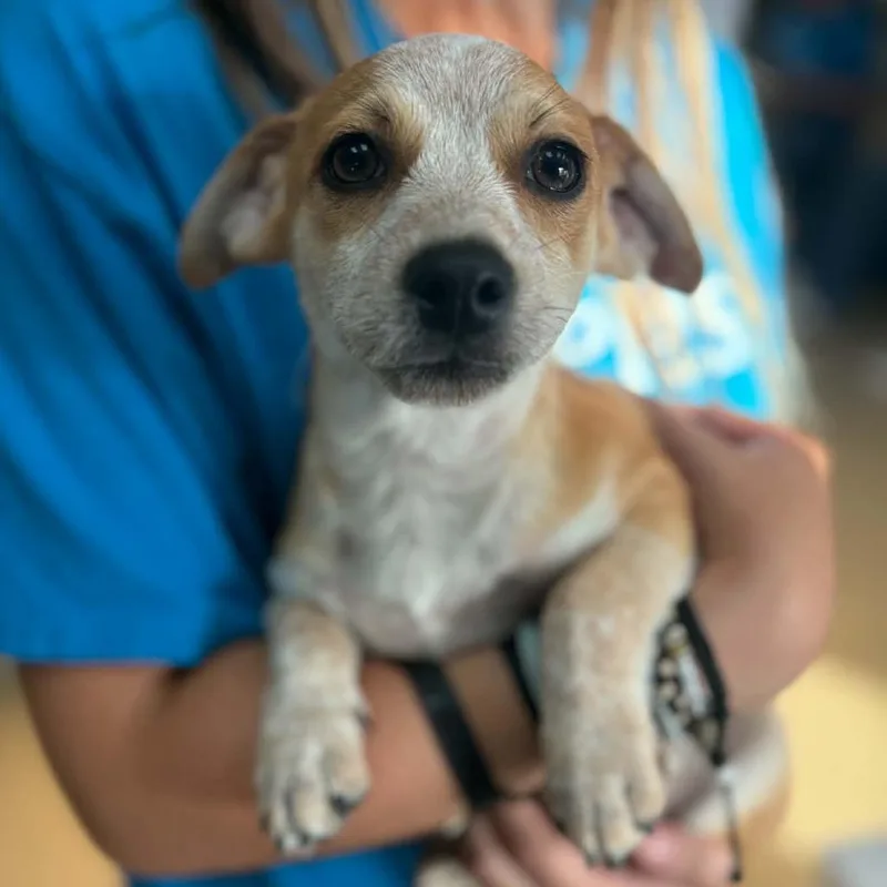 A baby small-sized male Yellow / Tan / Blond / Fawn Terrier dog named Edward  Chino Hills for adoption in Chino Hills, CA