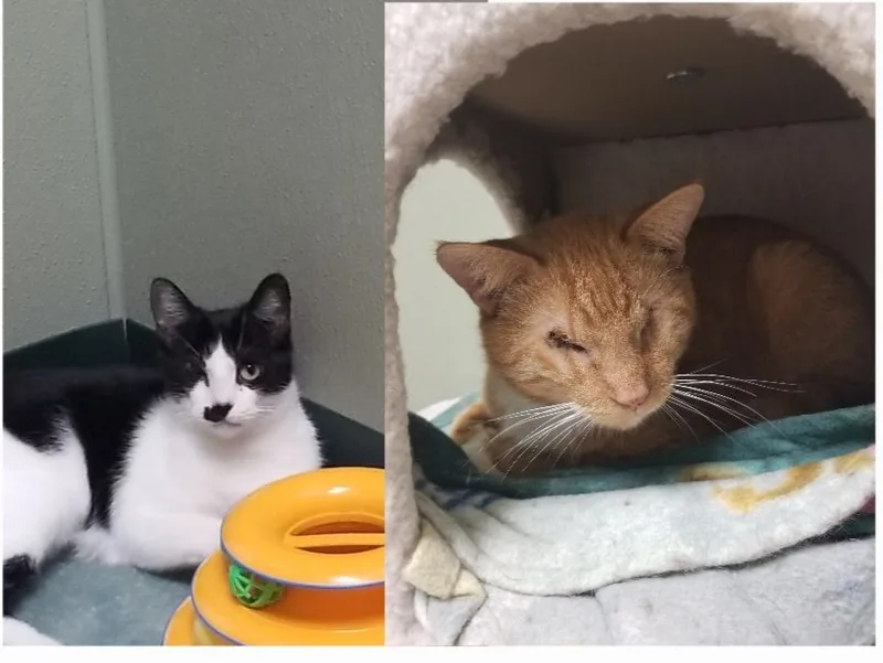 Elsie & Stevie thumbnail 3