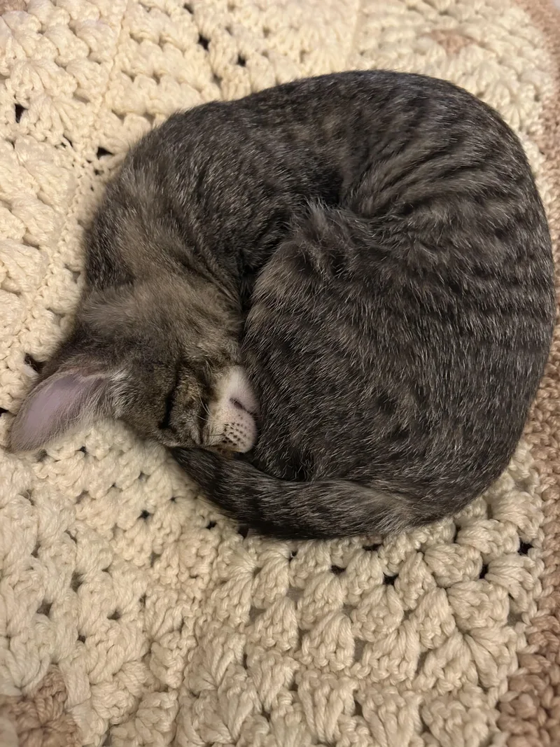 Lulu & Booboo  thumbnail 2