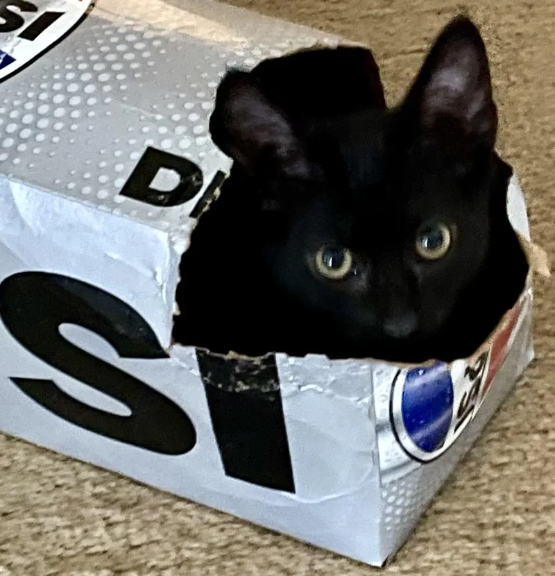 Lulu & Booboo  thumbnail 4