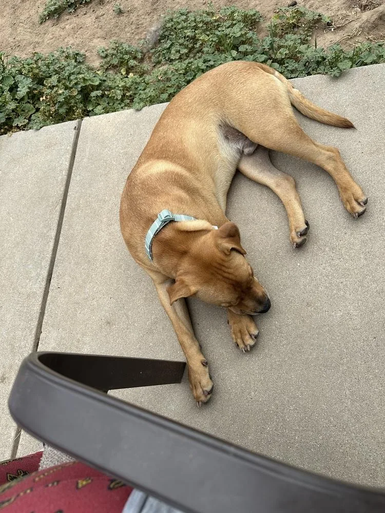 An adult medium-sized male White / Cream Labrador Retriever dog named Copper for adoption in Colorado Springs, CO