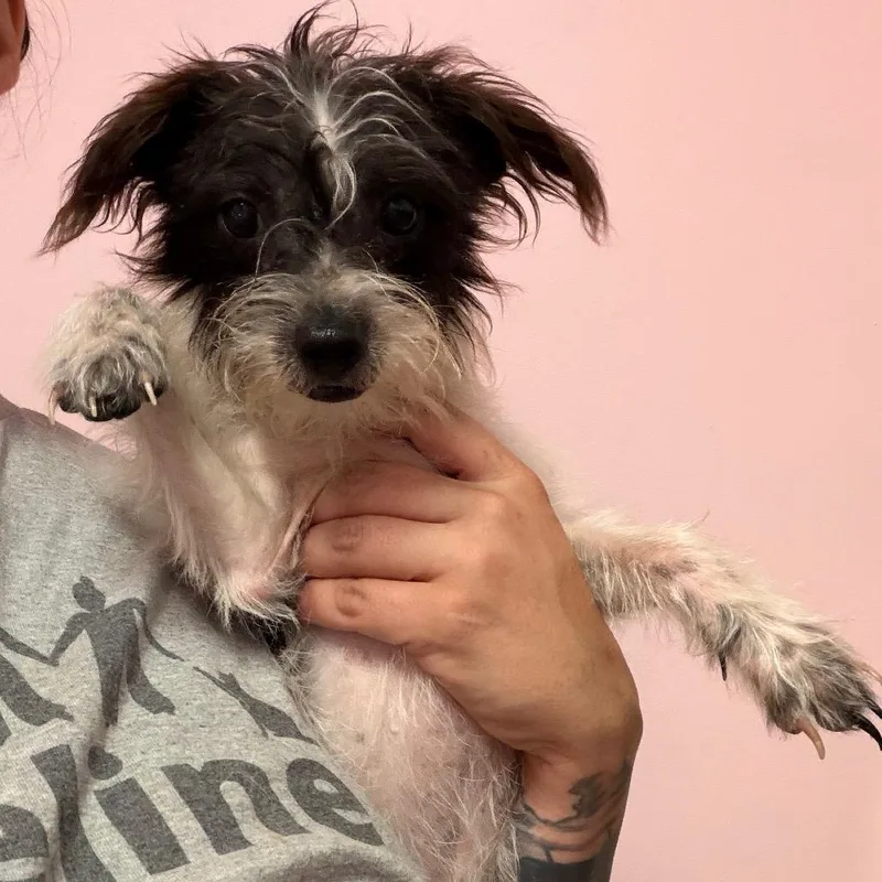 A young small-sized male Miniature Schnauzer dog named Cookies & Cream for adoption in Webster, TX