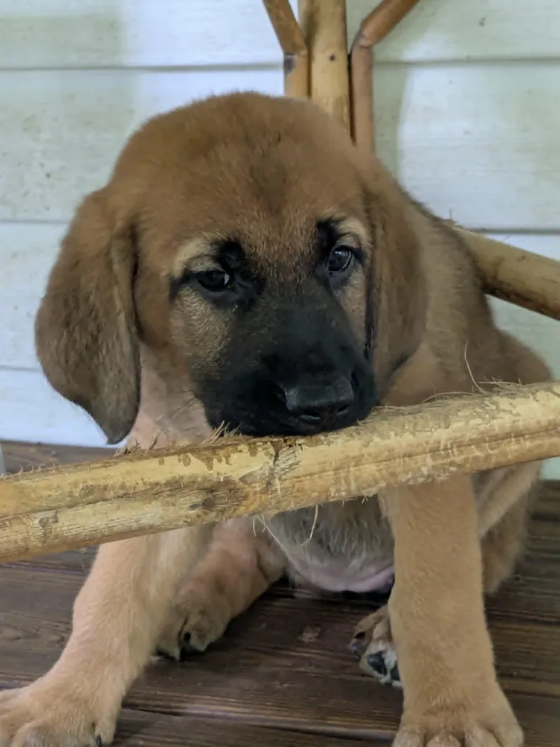A baby large-sized female Bicolor Redbone Coonhound dog named Freya for adoption in Byrdstown, TN