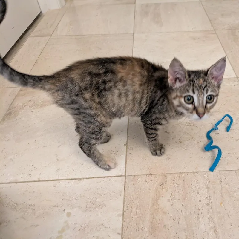 A baby small-sized female Brown / Chocolate Domestic Short Hair cat named Libby for adoption in Buffalo, MN