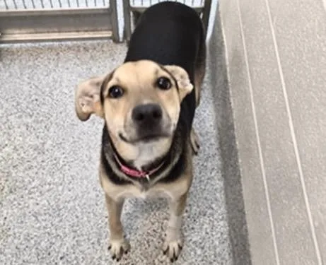 A young medium-sized female German Shepherd Dog dog named Girl for adoption in Houston, TX