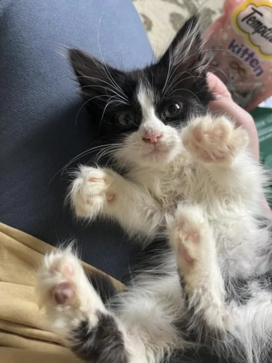 A baby small-sized female Domestic Short Hair cat named Louise for adoption in Chapel Hill, NC
