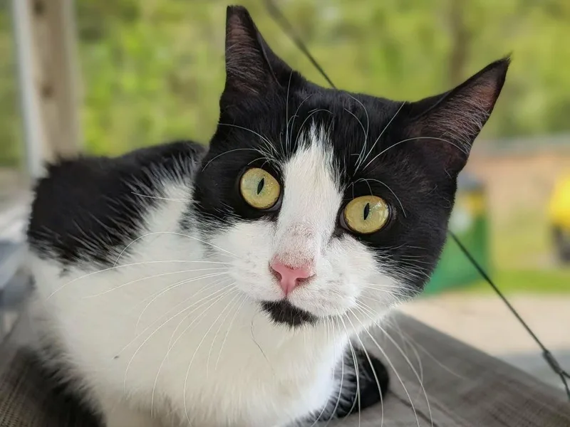 A young medium-sized female Domestic Short Hair cat named Sabrina for adoption in Kingsland, GA