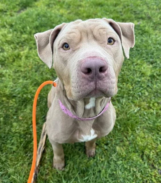 A young large-sized female Pit Bull Terrier dog named Passionflower for adoption in Kent, WA