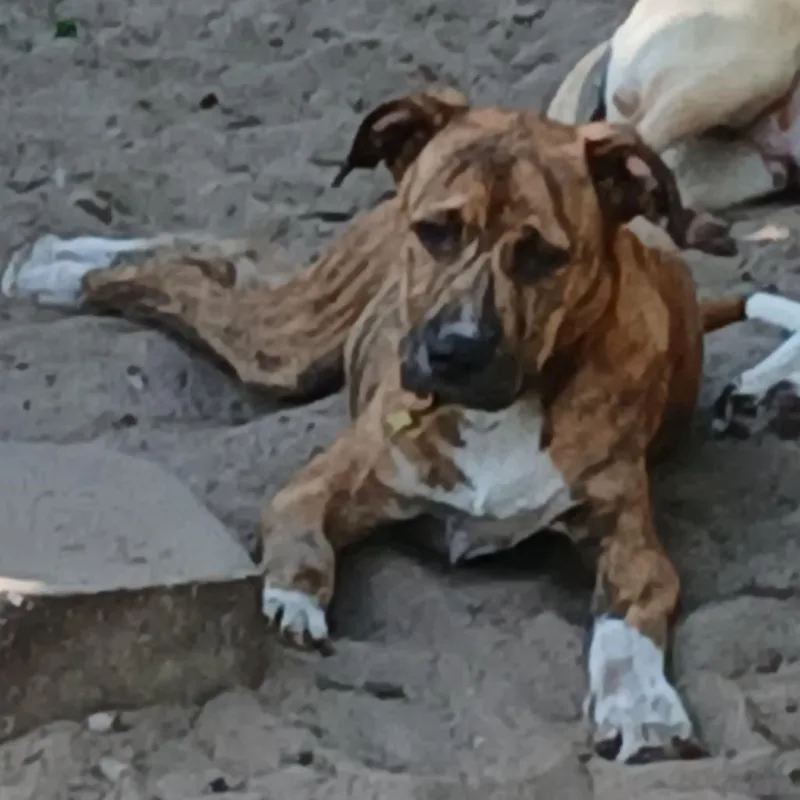 A baby medium-sized male Brindle Mixed Breed dog named Ivan for adoption in Williston, FL