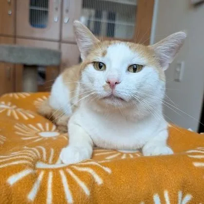An adult medium-sized male Tabby (Orange / Red) Domestic Short Hair cat named Joe for adoption in Rochester, MN