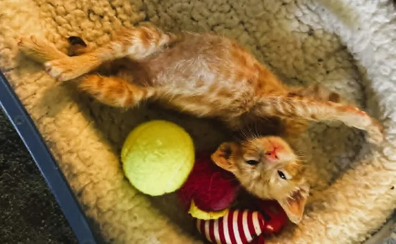 A baby small-sized male Orange & White Domestic Short Hair cat named Timon for adoption in WARNER ROBINS, GA
