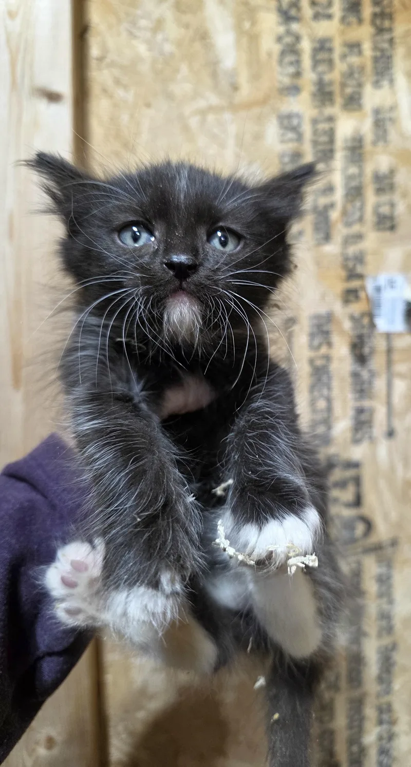 A baby small-sized male Domestic Medium Hair cat named Otter for adoption in Heyburn, ID