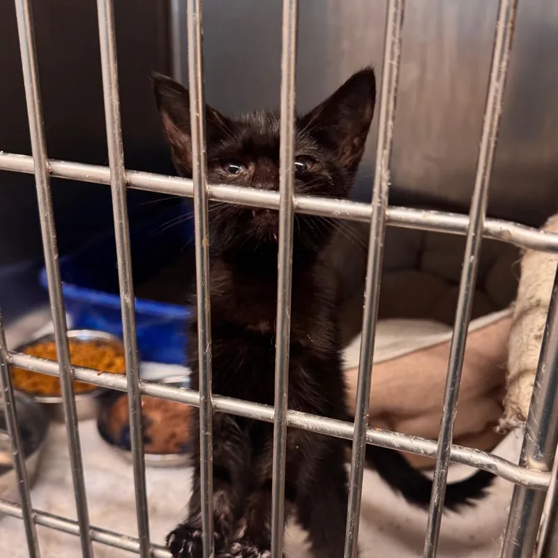 A baby small-sized female Black Domestic Short Hair cat named Gigi for adoption in Starkville, MS
