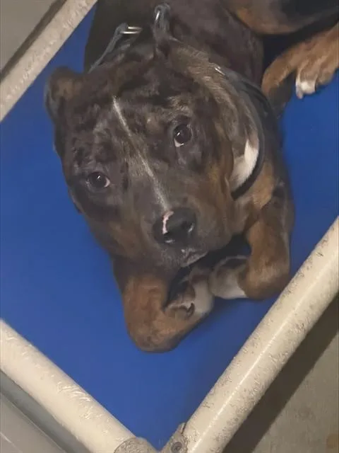 Roo