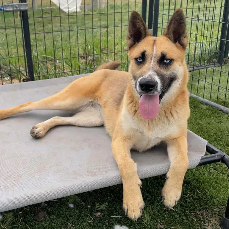 A young medium-sized female Belgian Shepherd / Malinois dog named Claire for adoption in Justin, TX