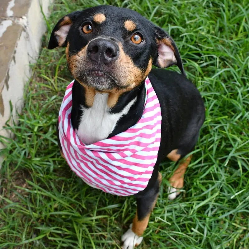An adult medium-sized female Black Pit Bull Terrier dog named Molly for adoption in Beaumont, TX
