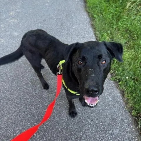 An adult large-sized male Black Labrador Retriever dog named Jasper for adoption in Waterford, MI