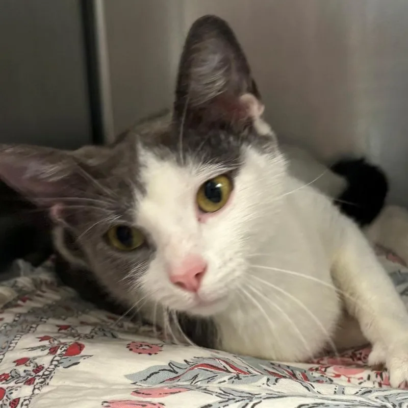 An adult medium-sized female White Domestic Short Hair cat named Juniper for adoption in East Hanover, NJ