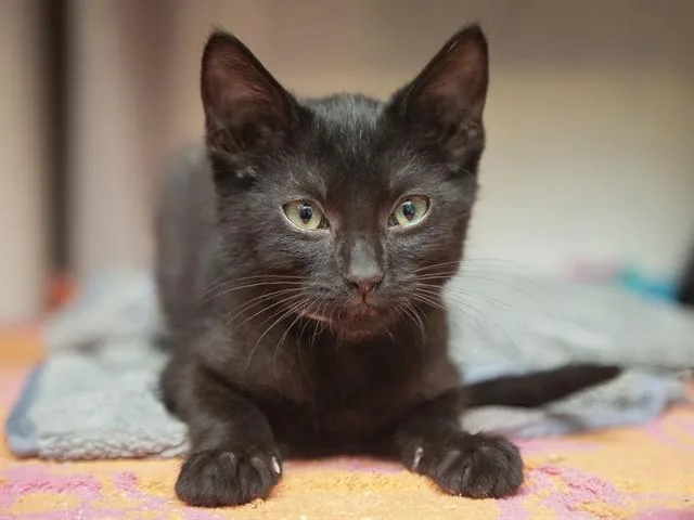 A baby small-sized male Domestic Medium Hair cat named Winslow for adoption in Phoenix, AZ